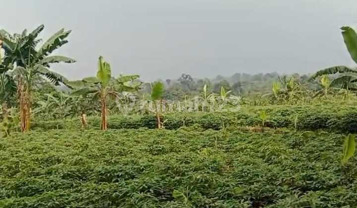 Bogor-Kuripan-Sukadamai [TANAH]:Pinggir Jalan- Dilalui angkutan