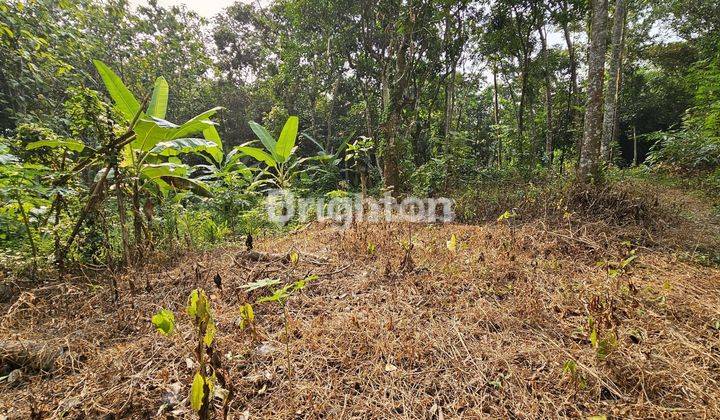 TANAH PERKARANGAN SIAP BANGUN DI JATIREJO GUNUNG PATI 1