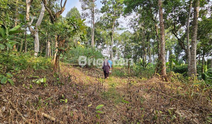 TANAH PERKARANGAN SIAP BANGUN DI JATIREJO GUNUNG PATI 2