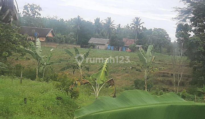 Tanah Perkarangan Murah,siap Bangun , Bonus Rumah Di Lampung 1