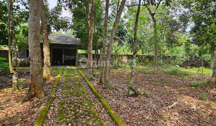 TANAH PERKARANGAN SIAP BANGUN &  KEBUN DURIAN DI GUNUNG PATI 1