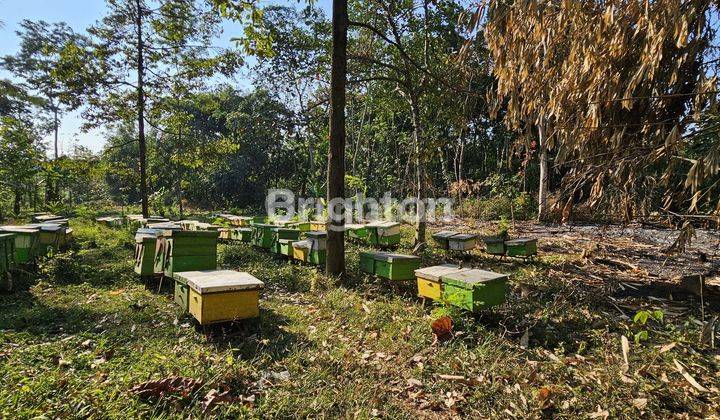 TANAH SIAP BANGUN TEPI JALAN PROVINSI DI UNGARAN TIMUR 1