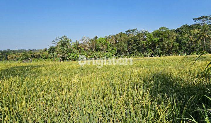 Lahan Persawahan Untuk Investasi Jangka Panjang Di Gunung Pati 2