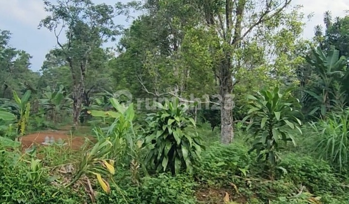 Tanah Luas 2,5 Hektar di Kalisidi Ungaran, Cocok Investasi 2