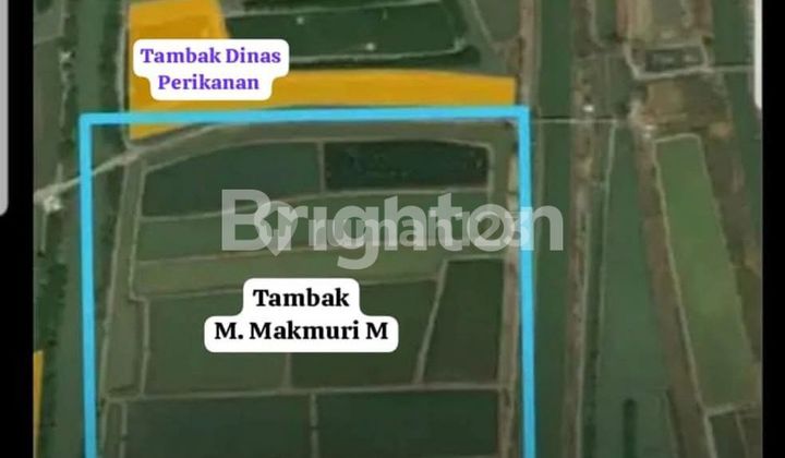 DIJUAL TANAH EX TAMBAK DI DESA TAMBAK, BULUSAN, DEMAK 2