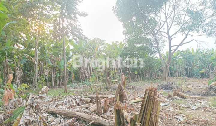 TANAH DI NGALIYAN LUAS 2000m2 1