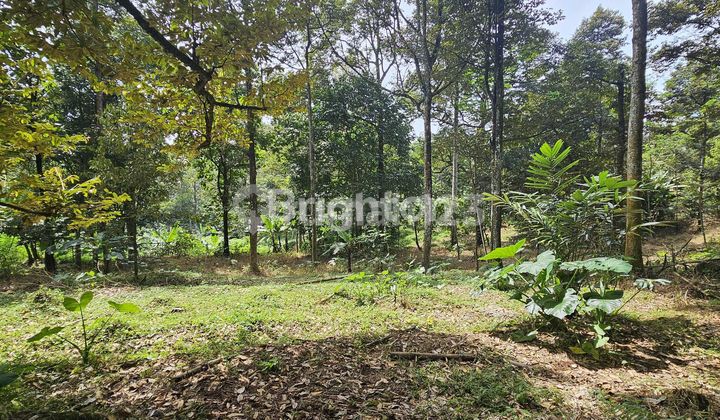 Investment Land in the Form of a Durian Orchard in Gunung Pati 1