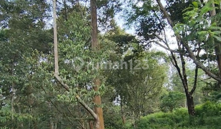 Tanah Luas 2,5 Hektar di Kalisidi Ungaran, Cocok Investasi 1