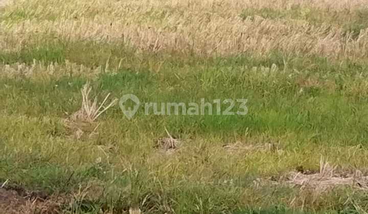 Strategic Land near Pesut Beach. Tibubiu. Kerambitan. Tabanan. Bali.