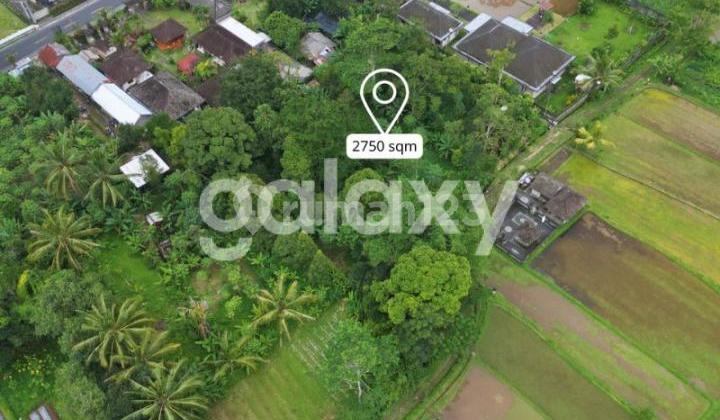 Tanah View Sawah di Luwus Baturiti Bedugul Tabanan, Bali Tanah View Sawah di Luwus Baturiti Bedugul Tabanan, Bali