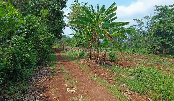 Sebidang Lahan Tanah Investasi Ring 1 Undip  2