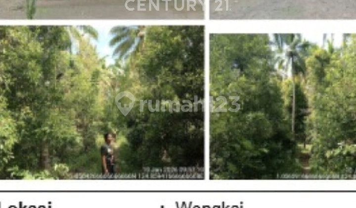 Tanah Kebon Cengkeh di Mitra Sulawesi Utara