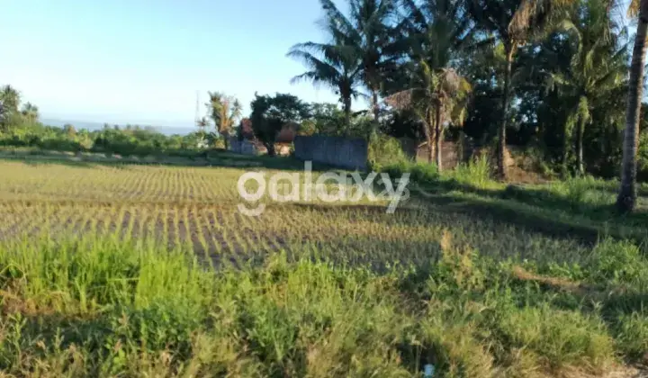 Sawah Subur Di Jogja Utara . Tk 1