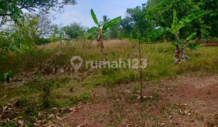 Dijual Tanah Di Cibodas Jonggol. Pembangunan Sedang Berkembang Disekitarnya. Dijual Tanah Di Cibodas Jonggol. Pembangunan Sedang Berkembang Disekitarnya.