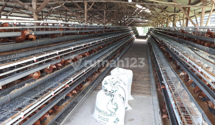 Dijual Peternakan Ayam Profit. Masih Aktif dan bisa Tinggal Lanjutkan