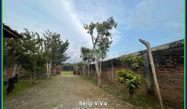 Jual Villa Godean Sleman, Bonus Sawah dan Pohon Kurma 2