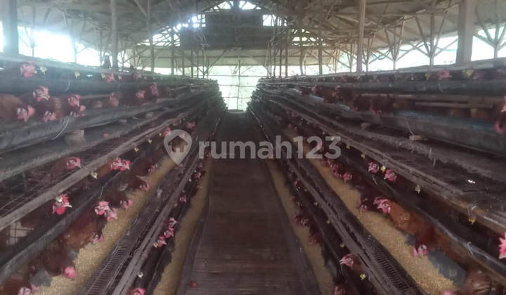 Sell 11Ha Land with Chicken Farm Bonus in Bogor Sell 11Ha Land with Chicken Farm Bonus in Bogor