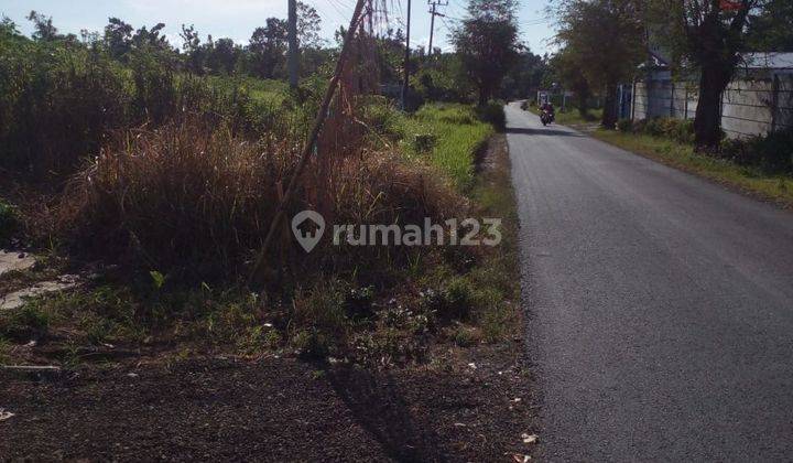 Tanah Murah Di Singojuruh 1