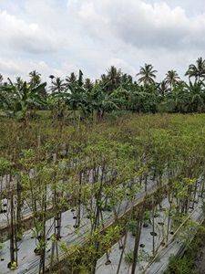  Jual Tanah Sawah Jogja View Merapi Luas 2048 M2 Dapat Air Mengalir Harga 450 Ribu Per M2 2