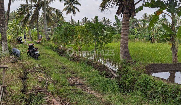  Jual Tanah Sawah Jogja View Merapi Luas 2048 M2 Dapat Air Mengalir Harga 450 Ribu Per M2 2