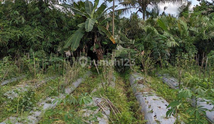 Jual Tanah Jogja View Merapi Dikelilingi Mata Air 15 Menit Ke Kampus Uii Harga Dibawah Pasar 2