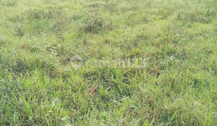 Dijual Tanah Strategis 2,5 Ha Di Pasar Kemis Tangerang Dijual Tanah Strategis 2,5 Ha Di Pasar Kemis Tangerang