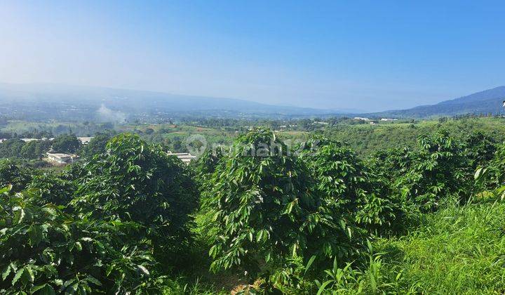 Lokasi Kebun Kopi Mdpl 1000 Viu Top 180" 2