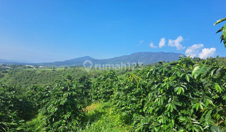 Lokasi Kebun Kopi Mdpl 1000 Viu Top 180" 1