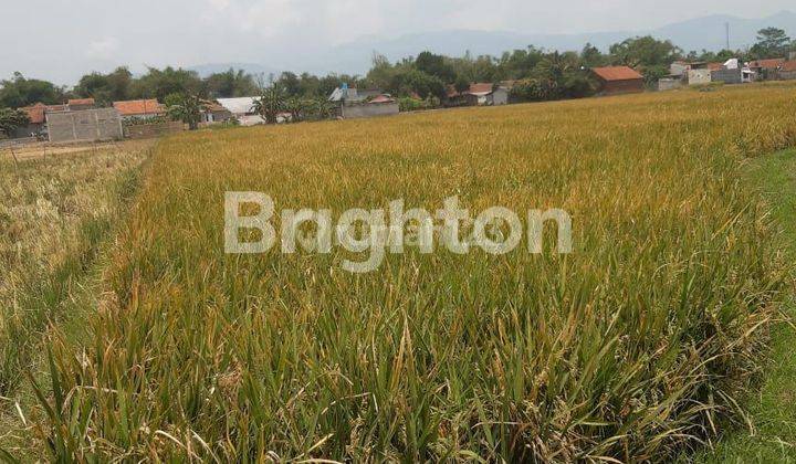 LAHAN SAWAH PRODUKTIF  CEPAT DI CIPARAY 1