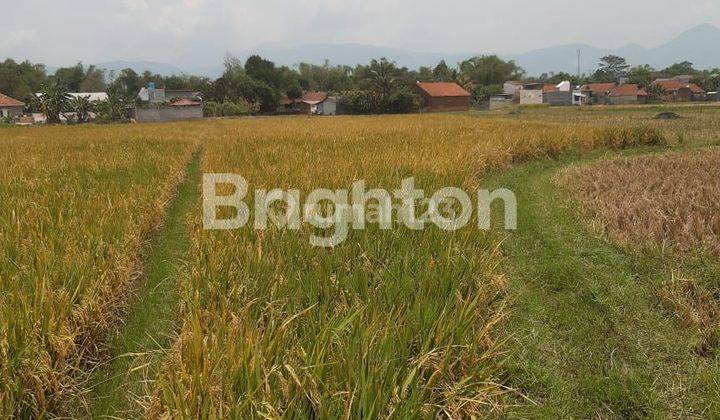 LAHAN SAWAH PRODUKTIF  CEPAT DI CIPARAY 2