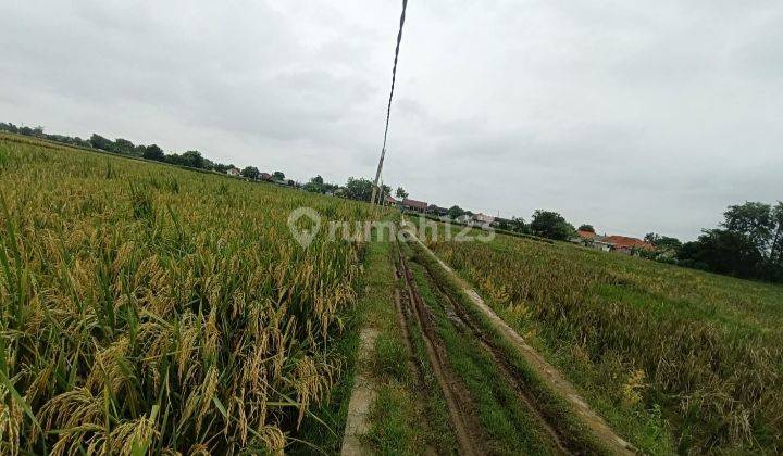 Dijual Sawah Produktif Bisa Panen 2x 2