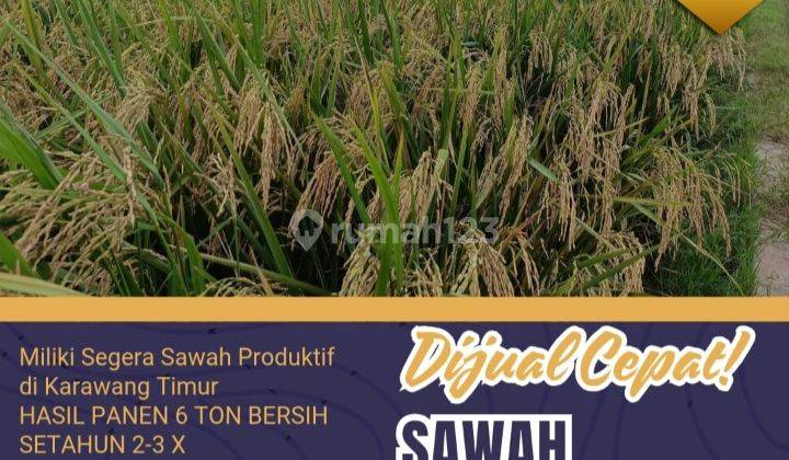 Dijual Sawah Produktif Bisa Panen 2x 1