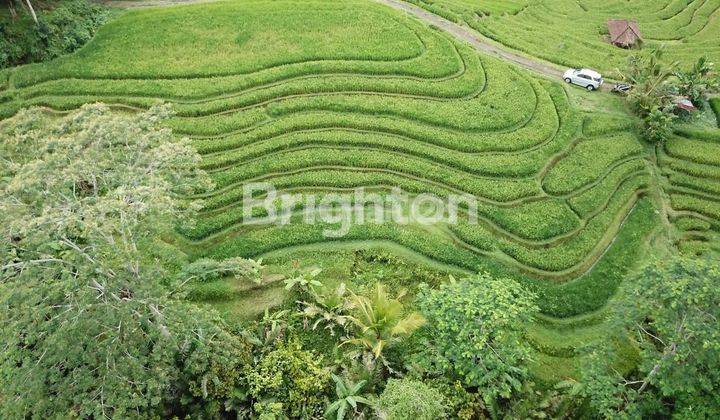 LAHAN VIEW BUKIT TERASERING  YG SEJUK DAN INDAH 1