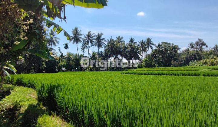 TANAH SIAP BANGUN - SINGAPADU - UBUD 1