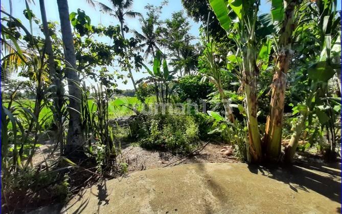 600 Ribuan Tanah Murah Temon Kulonprogo, Depan Bandara YIA 600 Ribuan Tanah Murah Temon Kulonprogo, Depan Bandara YIA