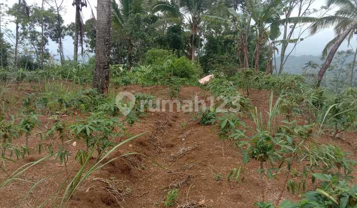 Jual Tanah Lahan Kebun Murah di Cikoneng Ciamis Jual Tanah Lahan Kebun Murah di Cikoneng Ciamis
