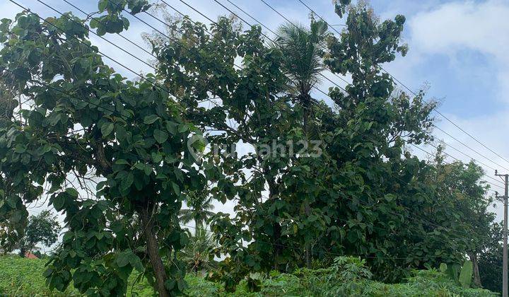 Dijual Dan Disewa Tanah Bandar Jaya, Lampung Tengah  2