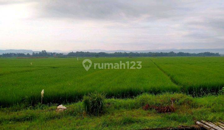 Jual Tanah Sawah Produktif Dempelrejo Ngampel Kendal 1