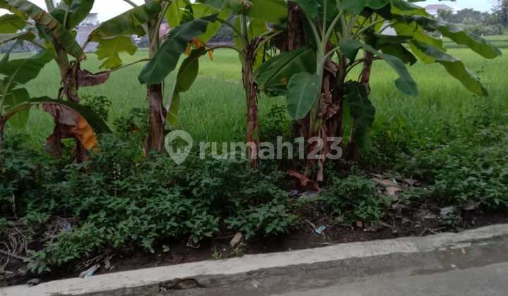 Dijual Tanah - Kasihan,Bantul,Yogyakarta Dijual Tanah - Kasihan,Bantul,Yogyakarta