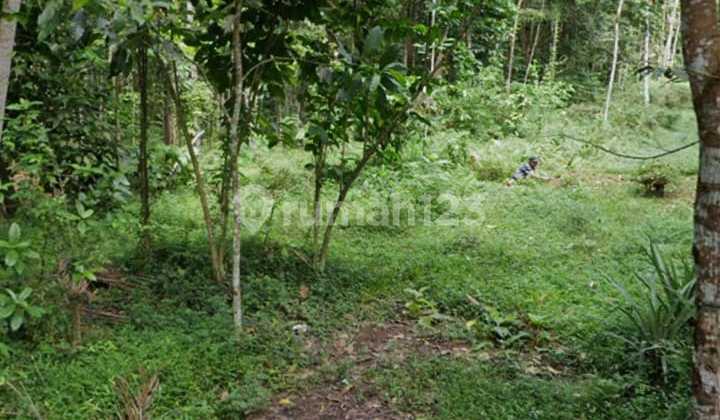 Dijual Tanah -Banjarsari,Glagaharjo,Cangkringan,Sleman,Yogyakarta Dijual Tanah -Banjarsari,Glagaharjo,Cangkringan,Sleman,Yogyakarta