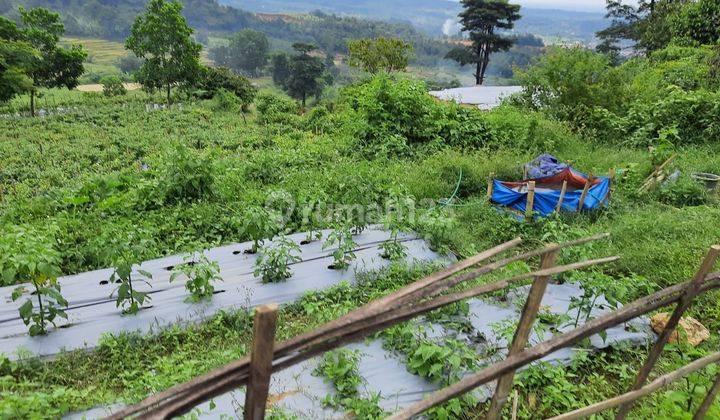 Dijual Tanah Di Sukamakmur Bogor Jawa Barat 2