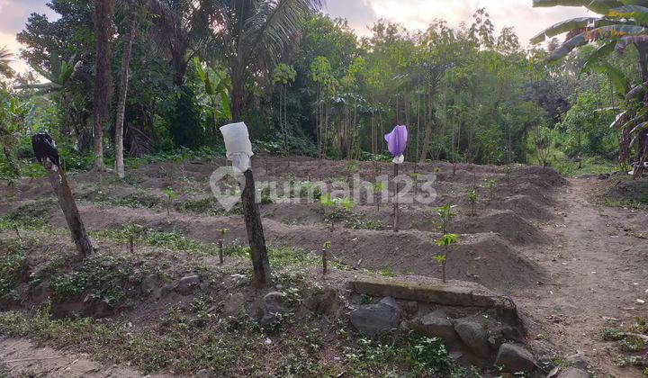 Tanah Cocok untuk Peternakan atau bisa untuk Villa