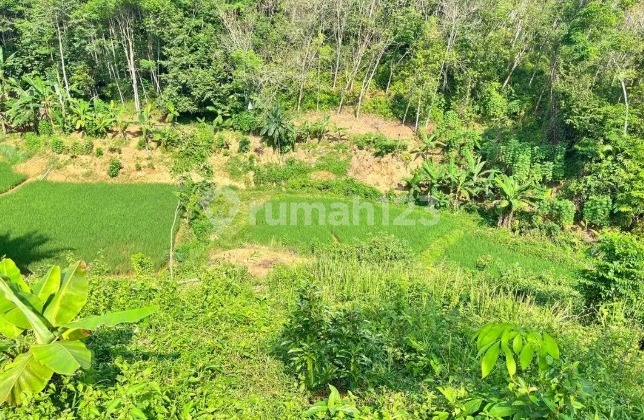 (TN061) For Sale: Land/Plantation and Rice Fields by the Roadside in Jasinga, Bogor