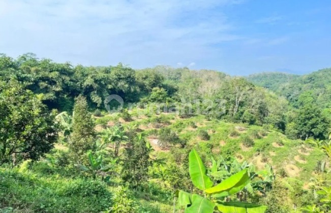 (TN061) For Sale: Land/Plantation and Rice Fields by the Roadside in Jasinga, Bogor