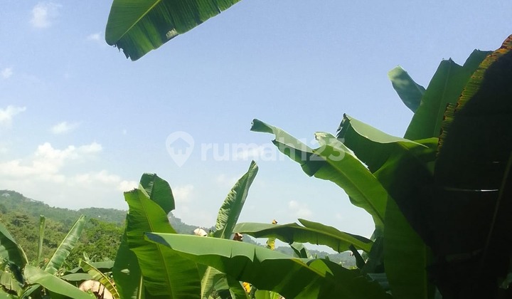 (TN062) For Sale: Plantation Land & Mangosteen Farm - Jasinga