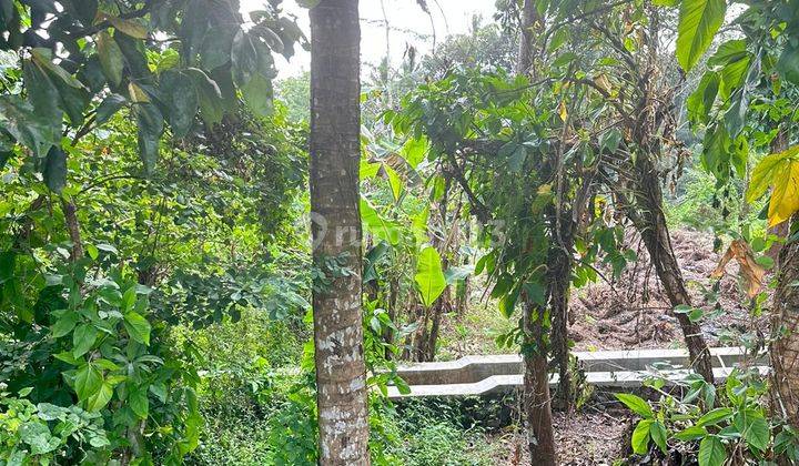 Tanah Lahan Sawah Dekat Jalan Raya Turi Tempel Sleman 1