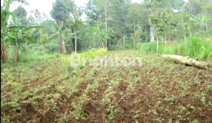 Tanah Murah & Strategis Kampung Durian, Desa Bantal-Mojokerto