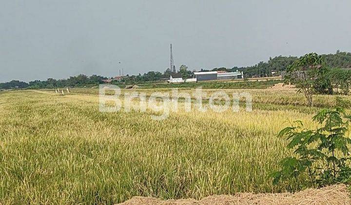 Lahan ds Betro,kec Kemlagi-Mojokerto 1