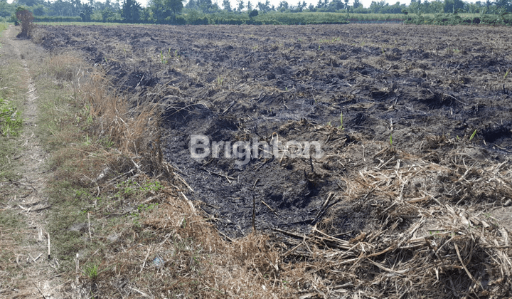 Tanah Pertanian Siap Pakai Ds Sidomekar 1