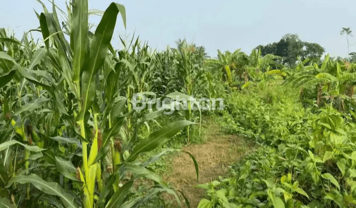 Tanah sawah masih produktif, desa Brumbung-Kediri 2